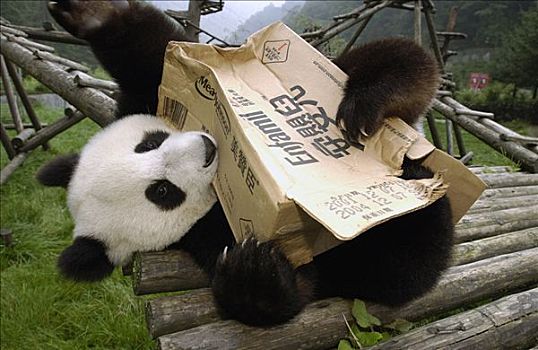 大熊猫,玩,纸箱,卧龙自然保护区,中国