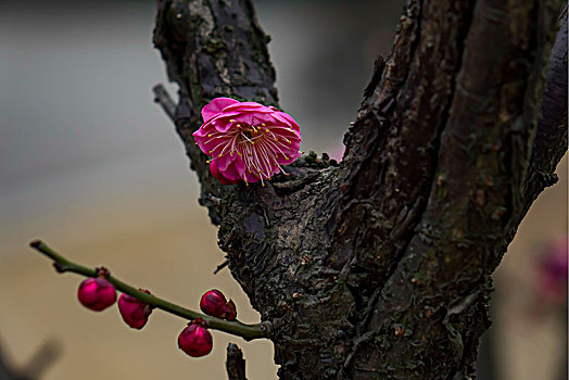 梅花怒放,春梅绽放