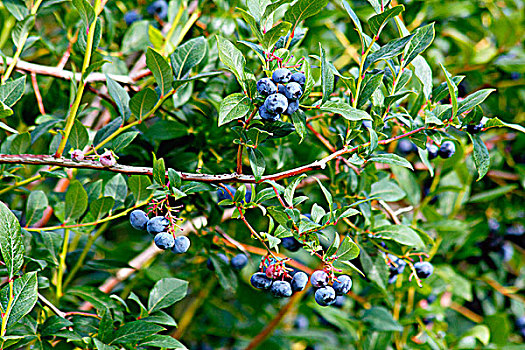 蓝莓,农作物