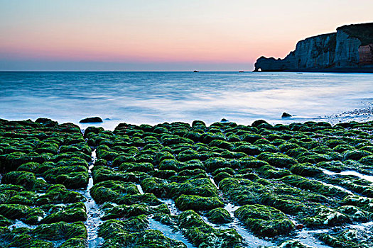 绿色,海藻,岩石,海滩,黎明,薪水,上诺曼底大区,法国