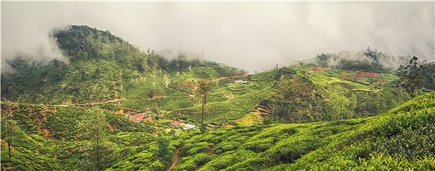 茶园,斯里兰卡,全景