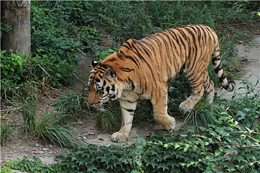 虎,中国