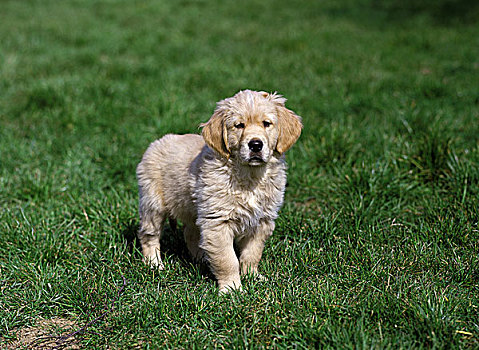 金毛猎犬,狗,幼仔,站立,草