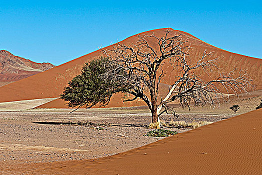 沙丘,刺槐,索苏维来地区,诺克路福国家公园,纳米布沙漠,纳米比亚