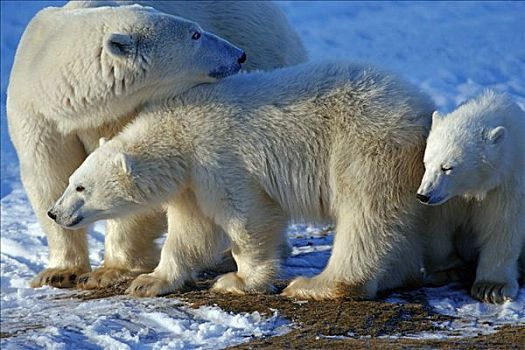 北极熊,哈得逊湾,加拿大,北美
