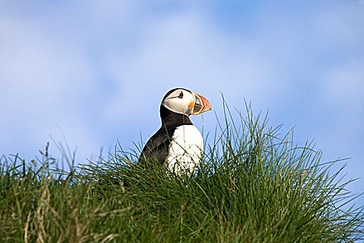 角嘴海雀,北极,冰岛,欧洲
