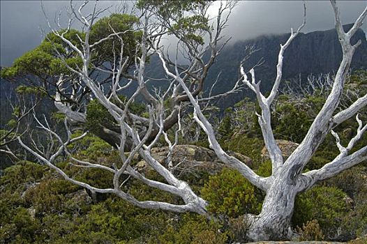 迷宫,靠近,松树,山谷,奥弗兰,摇篮山,国家公园,塔斯马尼亚,澳大利亚