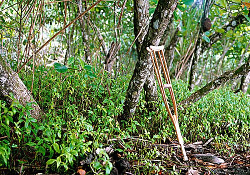 一个,拐杖,休息,树,中间,热带,树林,哥斯达黎加