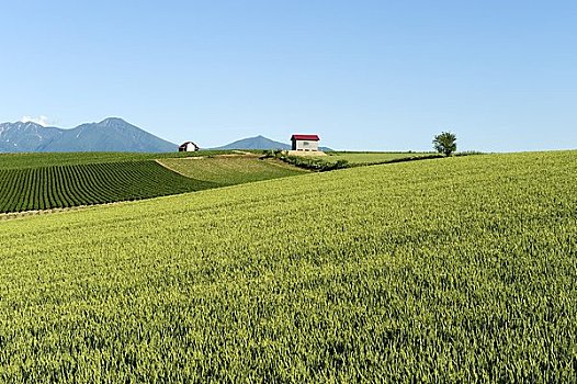 麦田,美瑛,山