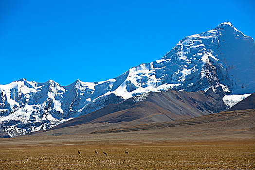 雪山下的藏羚羊