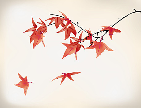 枫树,枫叶