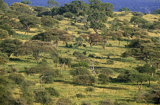 热带草原,塔兰吉雷,公园,坦桑尼亚