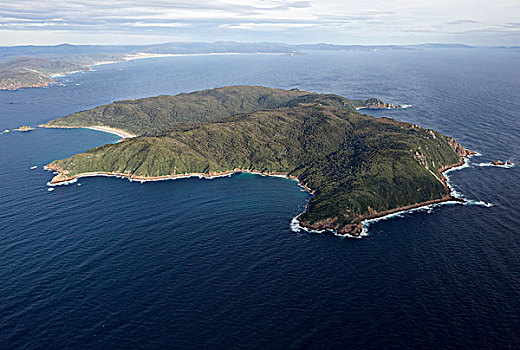 鳕鱼,岛屿,新西兰