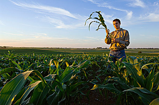农业,年轻,农民,生长,玉米作物,地点,晚霞,爱荷华,美国