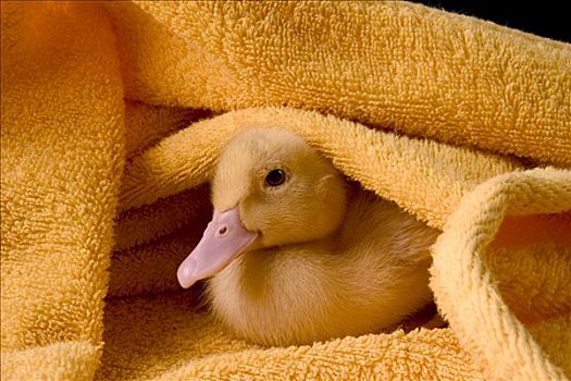 小鸭子,浴巾