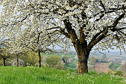 樱桃树,花,草地,春天,巴登符腾堡,莱茵河谷,德国