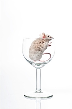 白鼠,玻璃