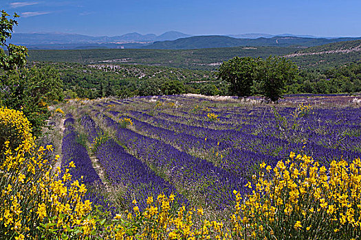 法国,沃克吕兹省,风景,高原,夏天,薰衣草种植区