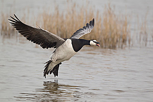 白额黑雁,成年,叫,飞行,上方,水,自然保护区,英格兰,英国,欧洲