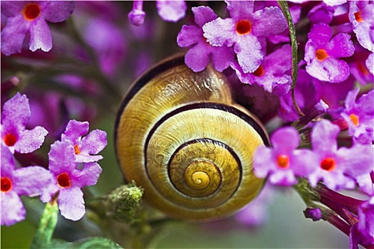 蜗牛,粉色,蝴蝶,灌木,花