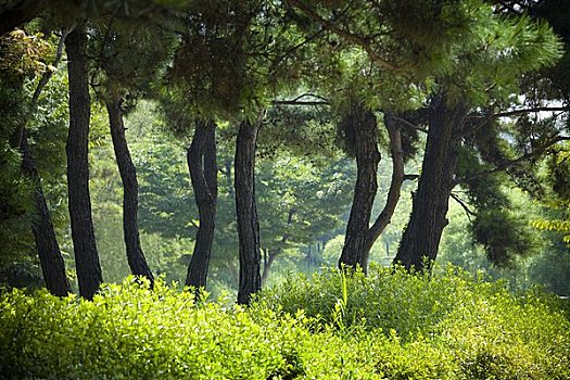 树,灌木丛,公园,首尔,韩国
