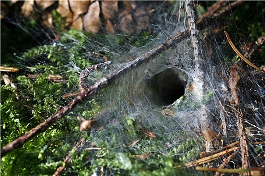 蜘蛛网,森林