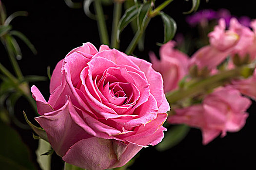 特写,粉红玫瑰,一个,小,花束