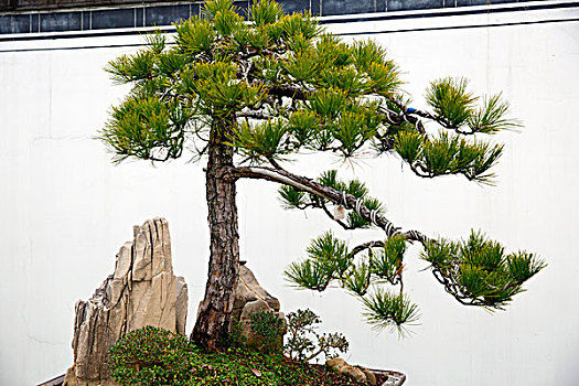 黄山松盆景