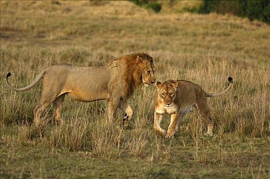 狮子,伴侣,马赛马拉,肯尼亚,非洲