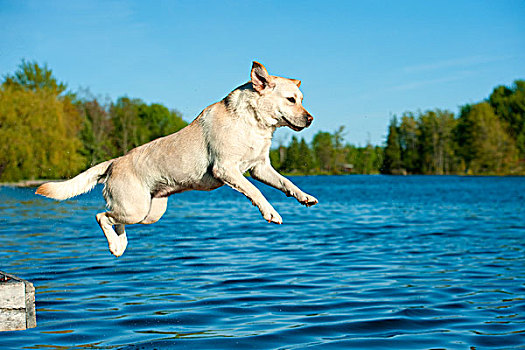 黄色拉布拉多犬,狗,跳跃,湖,码头