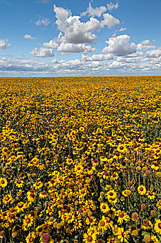 美国,华盛顿,景色,金花菊,地点,画廊