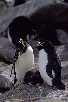 福克兰群岛,新,凤冠企鹅,一对,幼禽