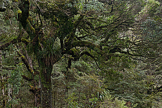 南方,山毛榉,树,遮盖,苔藓,东加里罗国家公园,新西兰