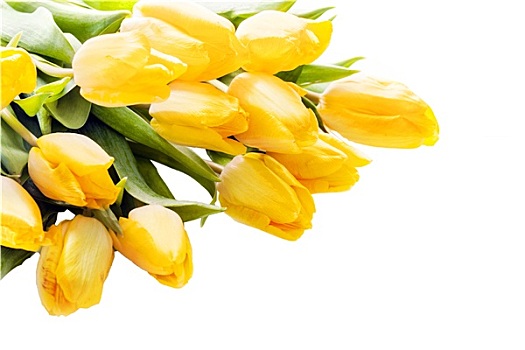 花束,漂亮,鲜明,黄色,郁金香