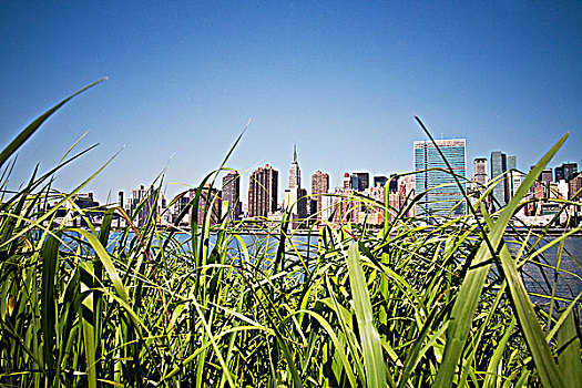 玉米田,曼哈顿,天际线,背景,纽约,美国