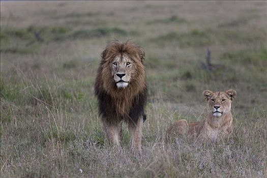 狮子,一对,草地,马赛马拉国家保护区,肯尼亚