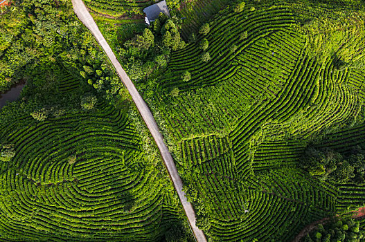 重庆江津区滚子坪茶园