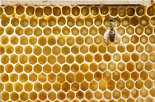 蜜蜂,蜂巢