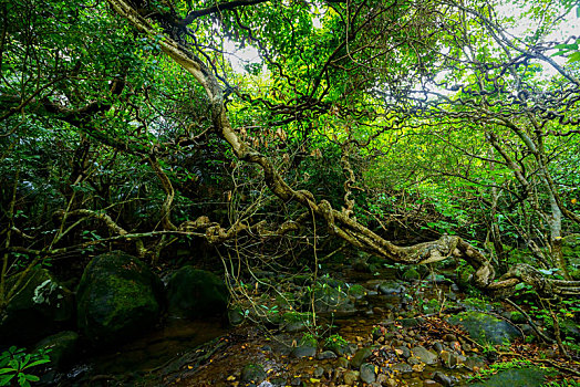 丛林,岛屿,冲绳,日本