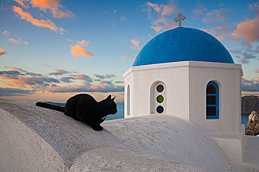 家猫,墙壁,靠近,教堂,锡拉岛,希腊
