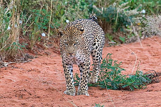 豹,领土,西察沃国家公园,肯尼亚,非洲