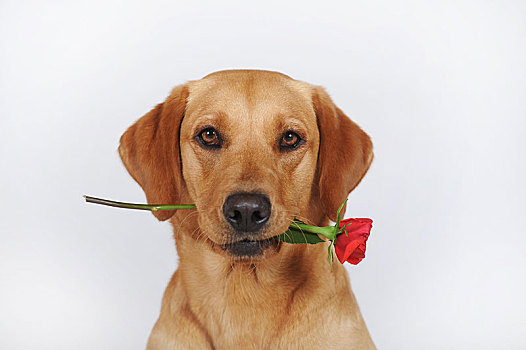 拉布拉多犬,黄色,母狗,红玫瑰,嘴,白色背景,奥地利,欧洲