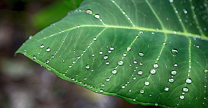 叶子,雨,背景,壁纸