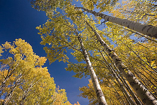白杨,秋天,黄色,蓝天,天空,卡纳纳斯基斯县,艾伯塔省,加拿大