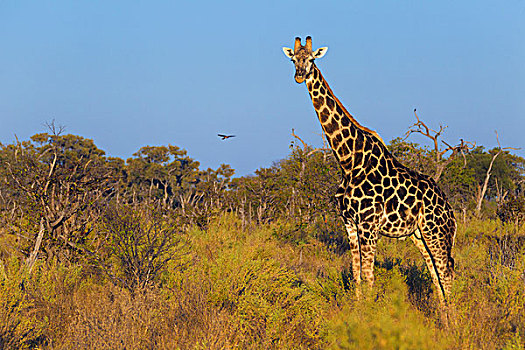 头像,南方长颈鹿,长颈鹿,站立,地点,看镜头,奥卡万戈三角洲,博茨瓦纳,非洲