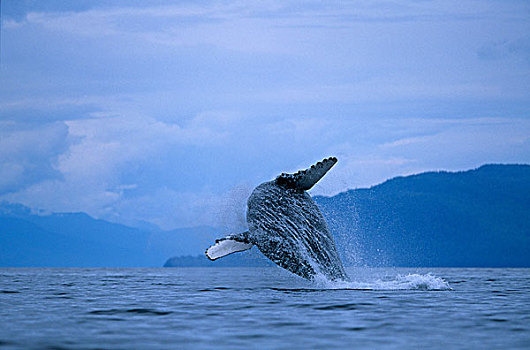 美国,阿拉斯加,通加斯国家森林,驼背鲸,大翅鲸属,弗雷德里克湾,夏天