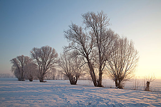 树,雪,早晨,亮光,鲁尔区,北莱茵威斯特伐利亚,德国,欧洲