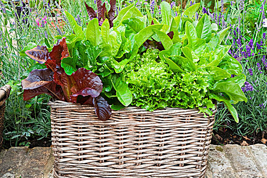 藤条,植物,篮子,新鲜,莴苣