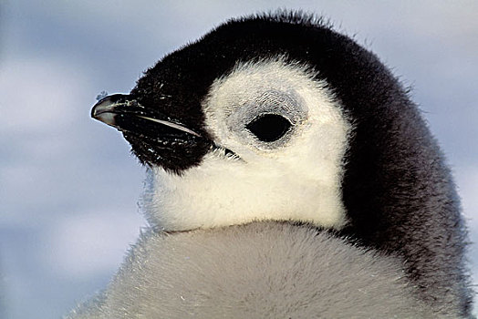 南极,帝企鹅,生物群,特写,幼禽