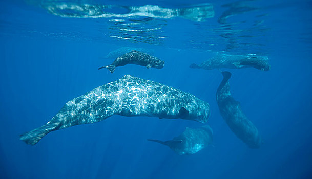 抹香鲸,幼兽,亚速尔群岛,葡萄牙,欧洲
